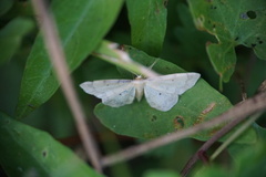 Idaea politaria