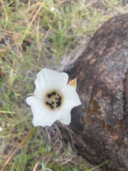 Calochortus howellii