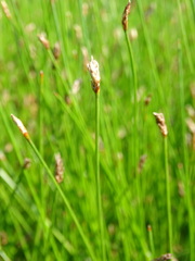 Eleocharis uniglumis