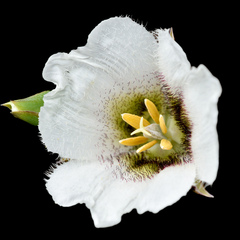 Calochortus howellii