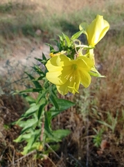 Oenothera
