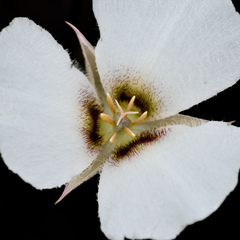 Calochortus howellii