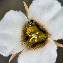 Calochortus howellii