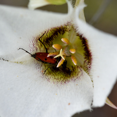 Calochortus howellii