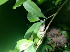 Hyla simplex