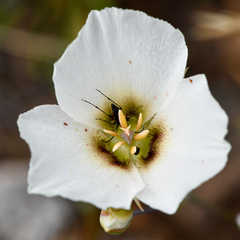 Calochortus howellii