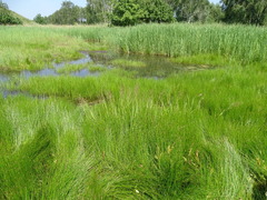 Eleocharis uniglumis
