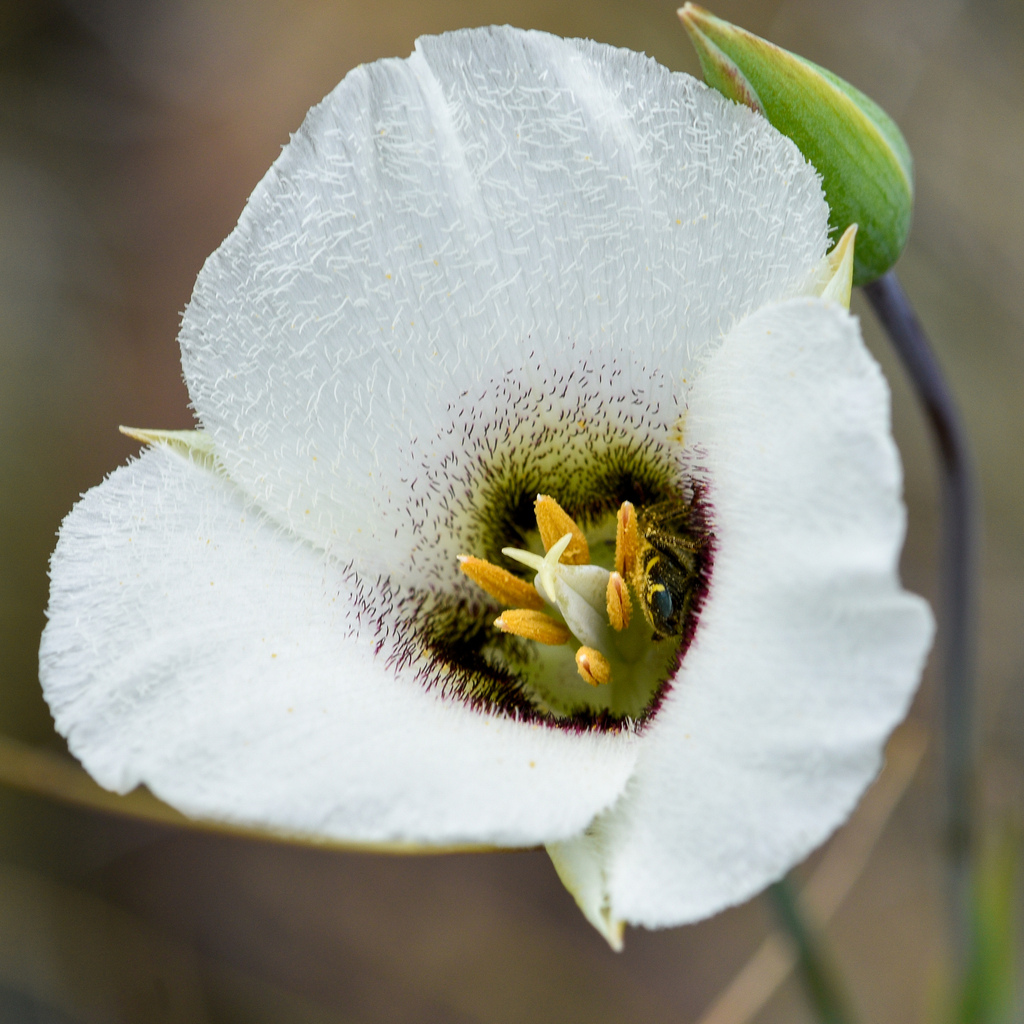 Howell's mariposa lily