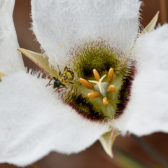 Calochortus howellii