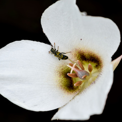 Calochortus howellii