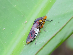 Homalodisca ichthyocephala