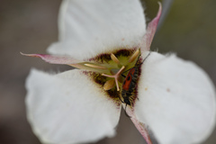 Calochortus howellii