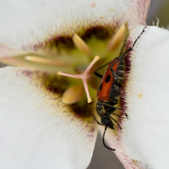 Calochortus howellii