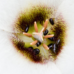 Calochortus howellii