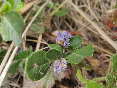 Ceanothus gloriosus