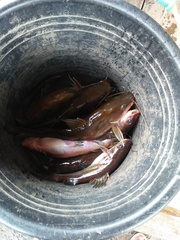 Hemibagrus capitulum