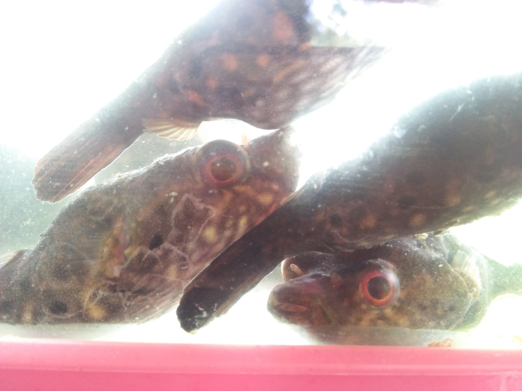 Humpback puffer (Pao palembangensis) — Tetraodontidae