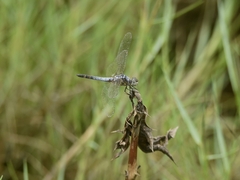 Brachydiplax