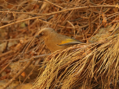 Trochalopteron elliotii