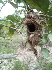 Cinnyris jugularis ornatus