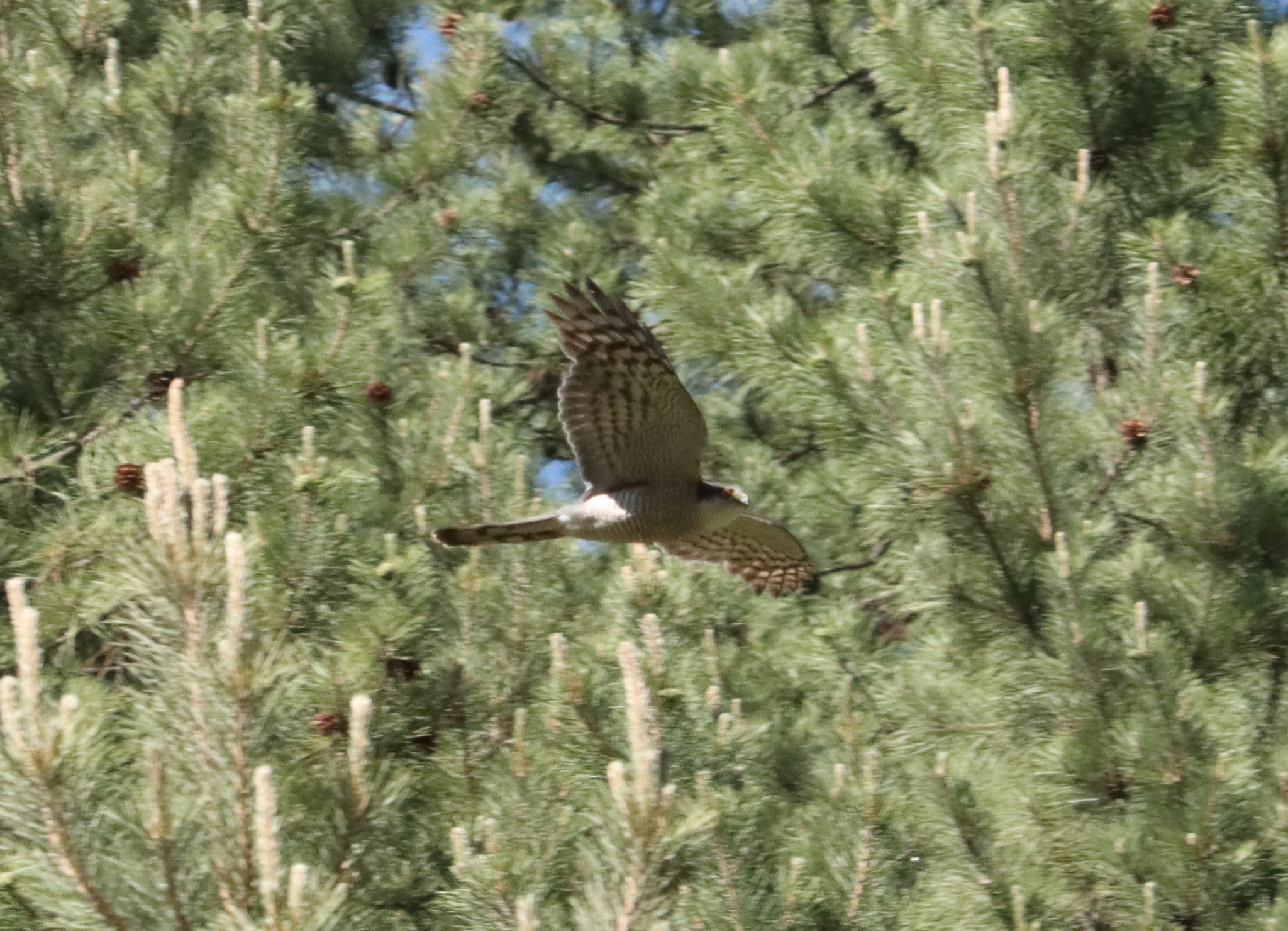 Eurasian Sparrowhawk