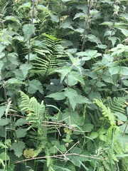 Urtica dioica
