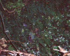 Crepidomanes latealatum