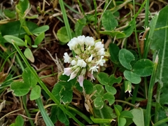Trifolium repens