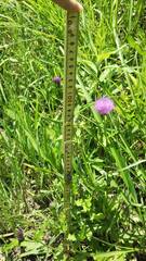 Cirsium japonicum