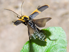 Chauliognathus distinguendus