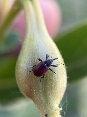 Anthonomus haematopus