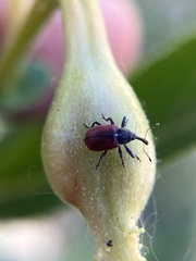 Anthonomus haematopus