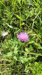 Cirsium japonicum