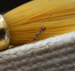 Strumigenys louisianae