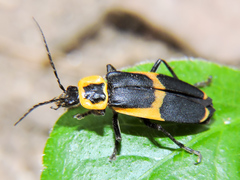 Chauliognathus distinguendus