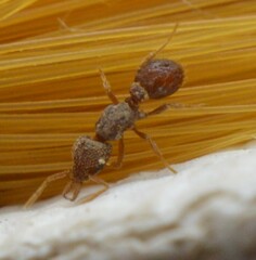 Strumigenys louisianae