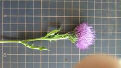 Cirsium japonicum