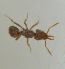 Strumigenys louisianae