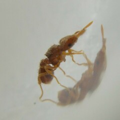 Strumigenys louisianae