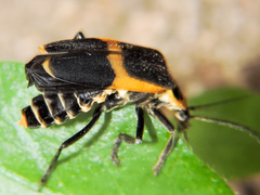 Chauliognathus distinguendus