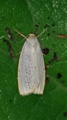 Cybosia mesomella
