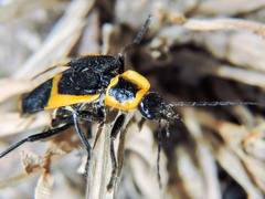 Chauliognathus distinguendus