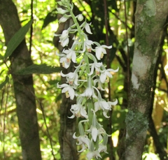 Calanthe calanthoides