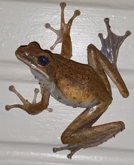 Polypedates leucomystax