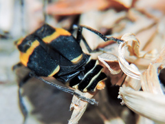 Chauliognathus distinguendus