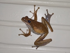 Polypedates leucomystax