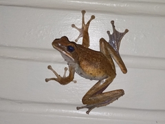 Polypedates leucomystax