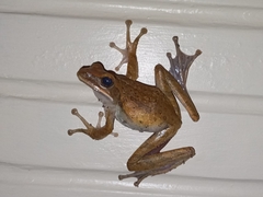 Polypedates leucomystax