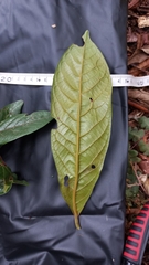 Critoniopsis