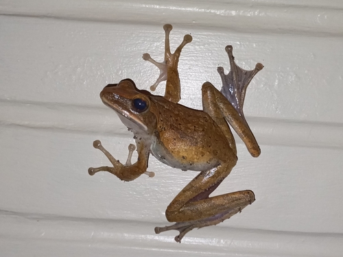 Common Southeast Asian Tree Frog, photo 3 of 10